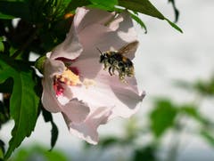Die Hummel bei der Arbeit. (Bild: Peter Frischknecht)
