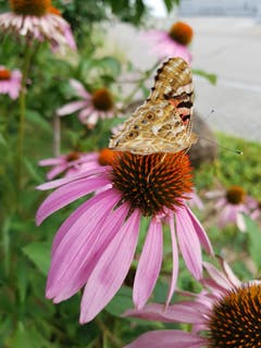 Ein Schmetterling in Kreuzlingen. (Bild: Hildi Adam)