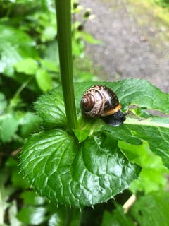 Die Schnecke mit dem schmucken Haus geht langsam den Weg vom Isenthal Richtung St. Jakob. (Bild: Jakob Calcagni, Isenthal, 29. Juli 2019)