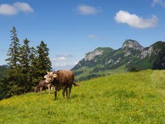 Pittoreskes Appenzeller Alpenpanorama