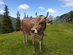 Nicht kamerascheu: Braunvieh oberhalb des Sämtisersees.
