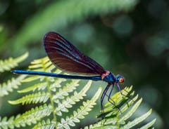 Auf der Lauer... sitzt hier eine Blauflügel-Prachtlibelle in einer Moorwiese bei Arnegg. Die gefährdete Libellenart ist unsere einzige mit vollflächig gefärbten Flügeln. (Bild: Wolfgang Reisser)