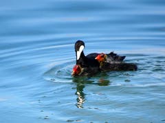 Das Blässhuhn mit Nachwuchs - junge Blässhühner können gleich von Beginn an schwimmen. (Bild: Doris Sieber)