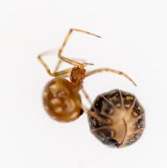Nach rund einer halben Stunde intensiver Arbeit hatte die knapp 2 Millimeter kleine Spinne ihr Opfer «eingegarnt» und «transportierbar» gemacht. (Bild: Stefan Kuns, Meggen, 29. Juli 2019)