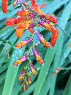 Nach dem Regen. (Bild: Toni Sieber)