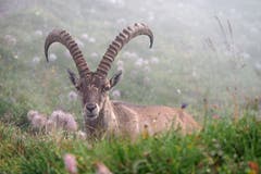 Der Steinbock lässt sich von Wanderern mit Fotokamera nicht aus der Ruhe bringen. (Bild: Marianne Schmid, Zwischen Suggiture und Augstmatthorn, 29. Juli 2019)