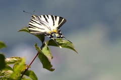 Der seltene Segelfalter (Bild: Fridolin Leuzinger)