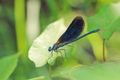 Eine blaue Prachtlibelle. (Bild: Petra Jung, Hämikon, 30. Juli 2019)