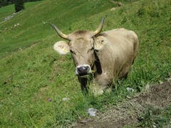 Diese Kuh weidet auf der Aelggialp, unweit des geografischen Mittelpunktes der Schweiz. (Bild: Regina Sapin, Sachseln, 30. Juli 2019)