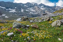 Prächtige Alpenflora vor der Clariden-Nordwand. (Bild: Gregor Jakober, Klausenpass, 27. Juli 2019)