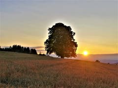 Ein wunderbarer Sonnenuntergang erleuchtet das Kornfeld. (Bild: Urs Gutfleisch, Ruswil, 29. Juli 2019)