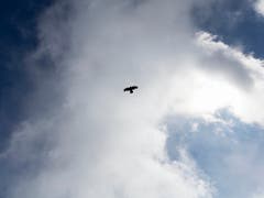 Raubvögel stellen im Luftverkehr ein Sicherheitsrisiko dar. (Bild: KEYSTONE/GAETAN BALLY)