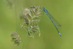 Poesie in Grün und Blau: Eine Hufeisenazurjungfer auf Knäuelgras. (Bild: Toni Bürgin)