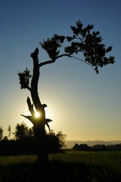 Ein speziell geformter Baum auf dem Bodenberg in Zell im abendlichen Sonnenlicht. (Bild, Isidor Rösch, 2. Juli 2019)