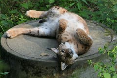 Im wärmenden Licht der Abendsonne räkelt sich das Luchsweibchen Daphne im Wildpark Peter und Paul. (Bild: Toni Bürgin)