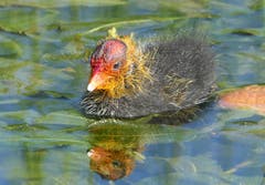 Auf einem kleinen Tümpel schwimmt dieses junge Blässhuhn in seiner auffälligen Zeichnung. Noch wird es von den Eltern gefüttert. (Bild: Toni Bürgin)