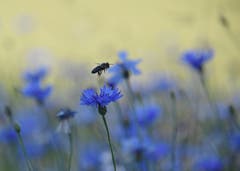 Besuch für die leuchtend blaue Kornblume. (Bild: Yvonne Aldrovandi-Schläpfer)