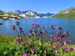 Sommerlicher Tannalpsee. (Bild: Walter Buholzer, 4. Juli 2019)