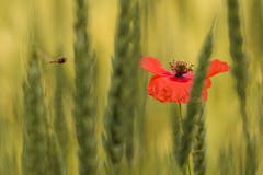 Anflug auf Mohn im Kornfeld. (Bild: Franziska Hörler)