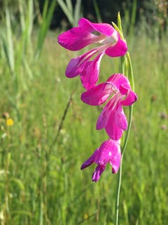 Sumpfgladiole, heuer im Rheintal in Massen vorkommend. (Bild: Toni Sieber)