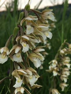 Sumpfwurz, eine schöne Orchidee. (Bild: Toni Sieber)