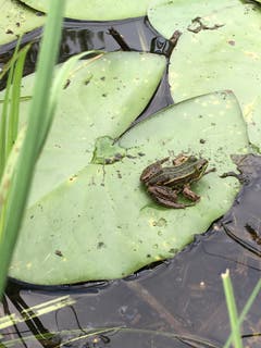 Der Froschkönig wartet auf bessere Zeiten. (Bild: Toni Sieber)