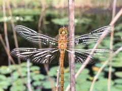 Diese Libelle wartet auf die wärmende Sonne. (Bild: Toni Sieber)