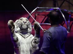 Beim Training mit vier Tigern ist der bekannte italienische Dompteur Ettore Weber von den Raubkatzen angefallen und tödlich verletzt worden. (Bild: KEYSTONE/EPA/TATYANA ZENKOVICH)