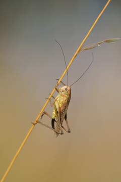 Heugümper am Halm. (Bild: Marianne Schmid, Uffikon, 3. Juli 2019)