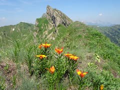 Feuerlilien auf der Appenzeller Alp Oberbütz, mit den Bergen Schäfler und Oberchäseren im Hintergrund – ganz hinten ist noch der Säntis zu sehen. (Bild: Walter von Holzen, 1. Juli 2019)