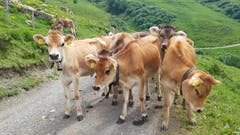 Friedliche Begegnung mit Kühen am Schächentaler Höhenweg. (Bild: Wisi Püntener, 1. Juli 2019)