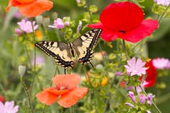 Ein Schwalbenschwanz-Weibchen ist frisch geschlüpft und bereit für seinen ersten Flug. (Bild: Priska Ziswiler-Heller, Ettiswil, 6. Juli 2019)