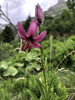 Eine Türkenbund-Lilie. (Bild: Jakob Calcagni-Müller, Wassen, 6. Juli 2019)