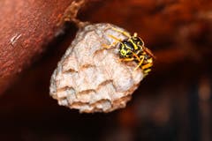 Eine fleissige Wespe baut ihr Nest. (Bild: Petra Jung, Hämikon, 7. Juli 2019)