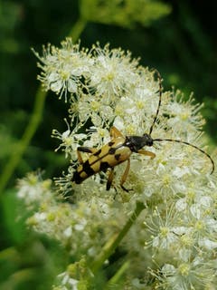 Wo ist die schönste Blüte? (Bild: Reto Schlegel)