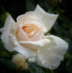 Rose mit Regentropfen. (Bild: Stephan Lendi)