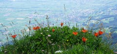 Wild wachsende Feuerlilien an einem geheimen Plätzchen am Rande des Abgrunds zwischen Staubern und Saxerlücke. (Bild: Peter Arnheiter)