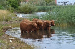 Abkühlendes Bad. Hochlandrinder in Romanshorn. (Bild: Emil Gsell)