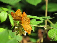 Auf einem Waldspaziergang entdeckte ich diese zwei hübschen Kaisermantel-Schmetterlinge. (Bild: Martina Melber)