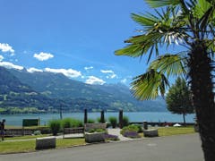 Tessin? Walenstadt! (Bild: Toni Sieber)