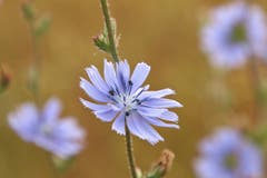 Gewöhnliche Wegwarte am Rande eines Dinkelfeldes. (Bild: Irene Wanner, Wauwiler Moos, 8. Juli 2019)