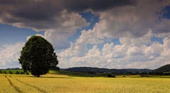 Bedrohliche Wetterstimmung im Moos. (Bild: André Egli, Ettiswil, 7. Juli 2019)