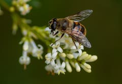En Guete! (Bild: Hardy Konzelmann, Obernau, 7. Juli 2019)