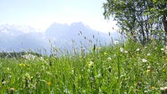 Davon hat es auf den Eggberge im Sommer ja auch wahrlich viele. (Bild: Nico Infanger, Eggberge, 26. Juni 2019)