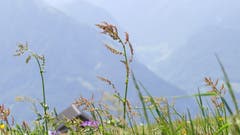 Besonders Blumen haben es ihm angetan. (Bild: Nico Infanger, Eggberge, 26. Juni 2019)
