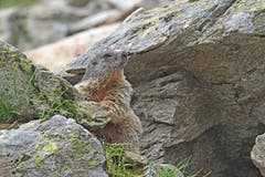 Ein Murmeltier auf der Sewenalp im Maiental. (Bild: Marianne Schmid, Seewenalp, 8. Juli 2019)