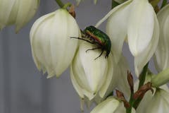 Jetzt greifen sie wieder an. Lass es dir schmecken, Käfer. (Bild: Edi Ulmi, Wolhusen, 8. Juli 2019)