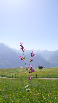 Diese violette Blume setzte Nico gekonnt in Szene. (Bild: Nico Infanger, Eggberge, 26. Juni 2019)