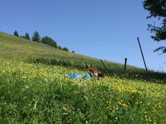 Nico Infanger legt sich für die Bilder auf die Wiese – und ins Zeug, wie die folgenden Bilder zeigen. (Bild: Carmen Epp, Eggberge, 26. Juni 2019)