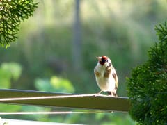 Guten Abend! Der Distelfink auf dem Balkongeländer begrüsst uns. (Bild: Josef Lustenberger, Wolhusen, 6. Juli 2019)